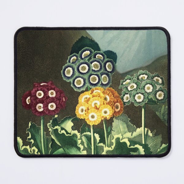 Item preview, Colorful Auriculas - The Temple of Flora Botanical designed and sold by PureVintageLove.