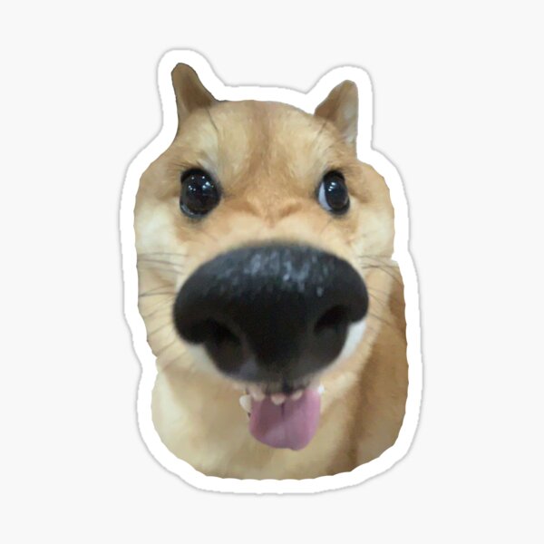 Item preview, Built Snifferent | Dog Nose Close-Up Sticker designed and sold by SpxrkyDesigns.