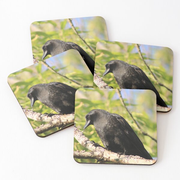 Item preview, American Crow designed and sold by Pacific Northwest Birding.