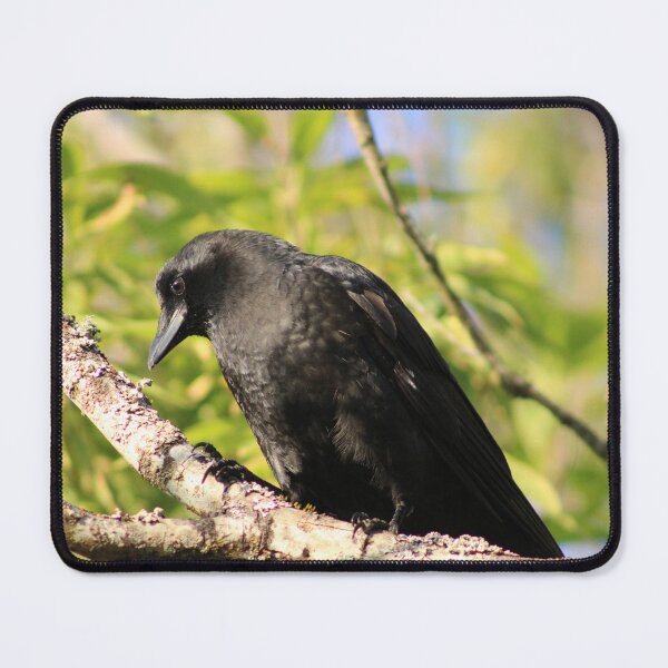Item preview, American Crow designed and sold by Pacific Northwest Birding.