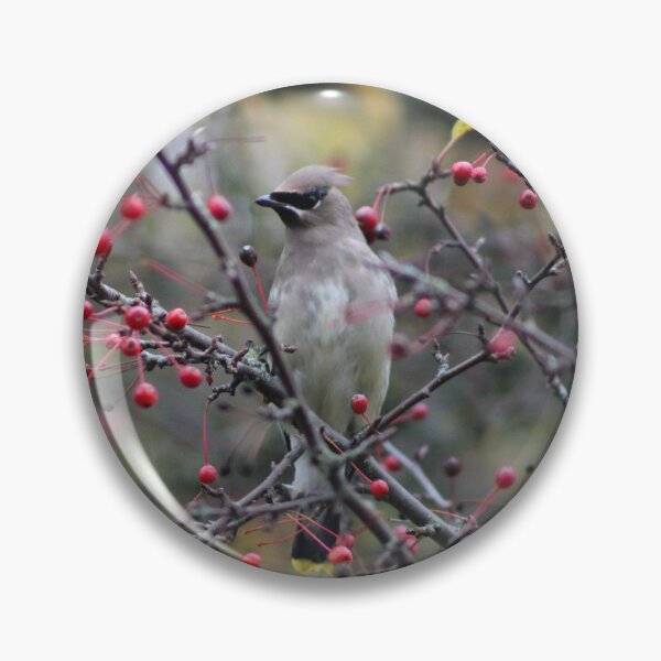 Item preview, Cedar Waxwing designed and sold by Pacific Northwest Birding.