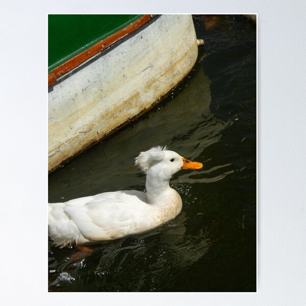 Item preview, oie blanche sur le lac designed and sold by felipequeiroz.