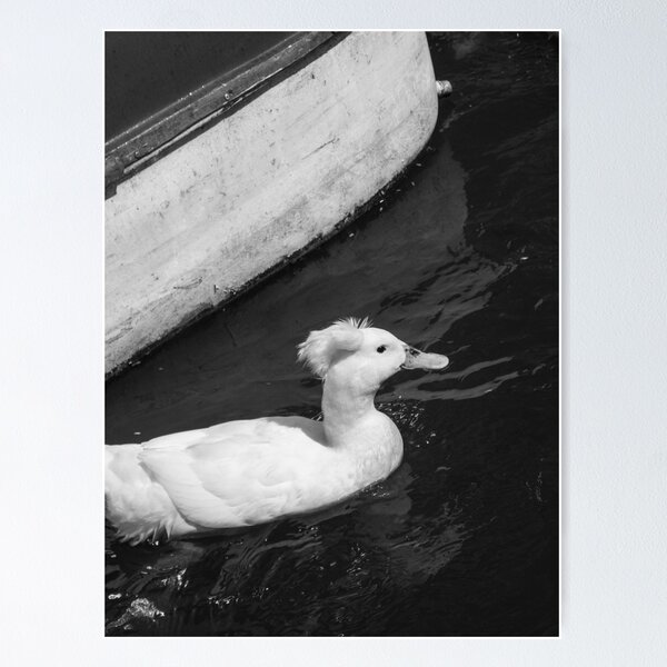 Item preview, oie blanche sur le lac 2 designed and sold by felipequeiroz.