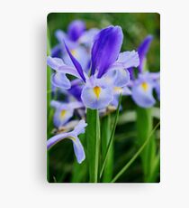 Irises in a field Canvas Print