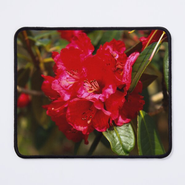 Item preview, Red Rhododendron Blossom in Spring designed and sold by sammbramm.