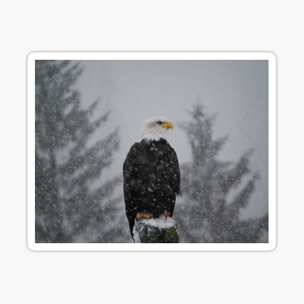 Item preview, Eagle in the Snow designed and sold by LokiKNEEL.