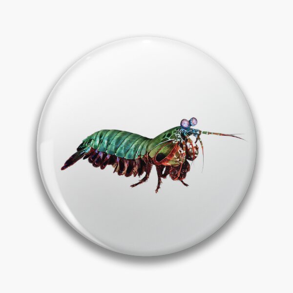 Item preview, Mantis Shrimp designed and sold by LillyLovesWildlife.
