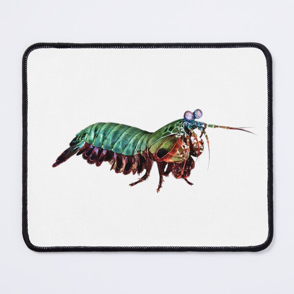 Item preview, Mantis Shrimp designed and sold by LillyLovesWildlife.