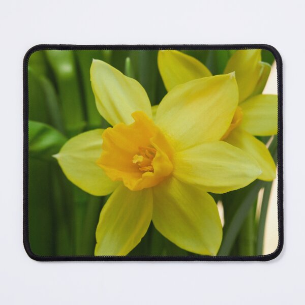 Item preview, Tete. Narcissus designed and sold by Jouko Lehto Photography.