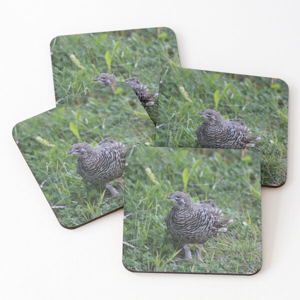 Item preview, Spruce Grouse designed and sold by Pacific Northwest Birding.