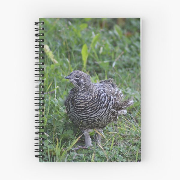 Item preview, Spruce Grouse designed and sold by Pacific Northwest Birding.