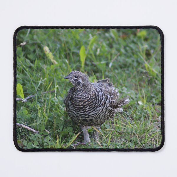 Item preview, Spruce Grouse designed and sold by Pacific Northwest Birding.
