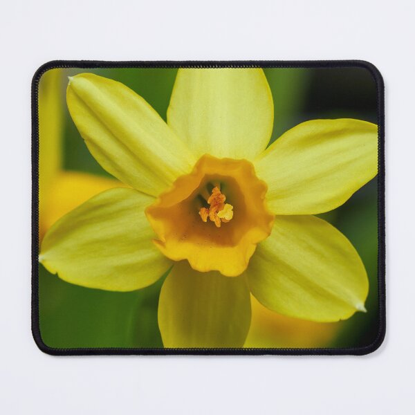 Item preview, Yellow single. Narcissus designed and sold by Jouko Lehto Photography.