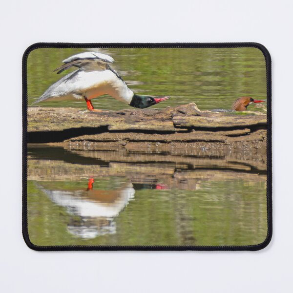 Item preview, Male Merganser Duck taking a stretch break designed and sold by lisavonbiela.