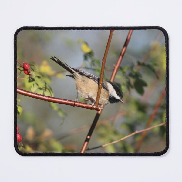 Item preview, Black-capped Chickadee designed and sold by Pacific Northwest Birding.