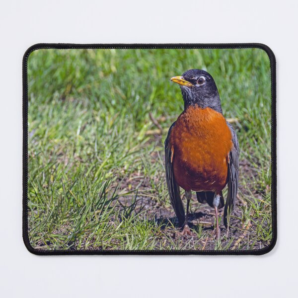 Item preview, American Robin standing in the grass designed and sold by lisavonbiela.