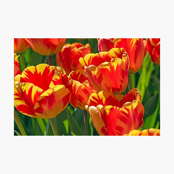 Item preview, Orange and yellow tulips backlit designed and sold by lisavonbiela.