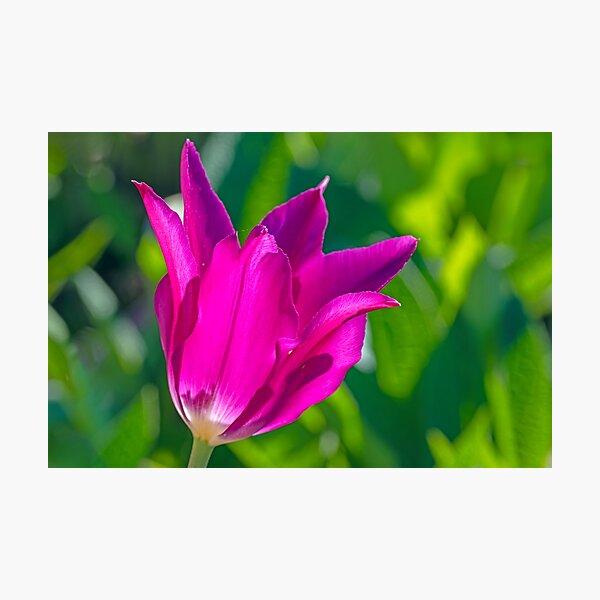 Item preview, Backlit purple tulip with pointed petals designed and sold by lisavonbiela.
