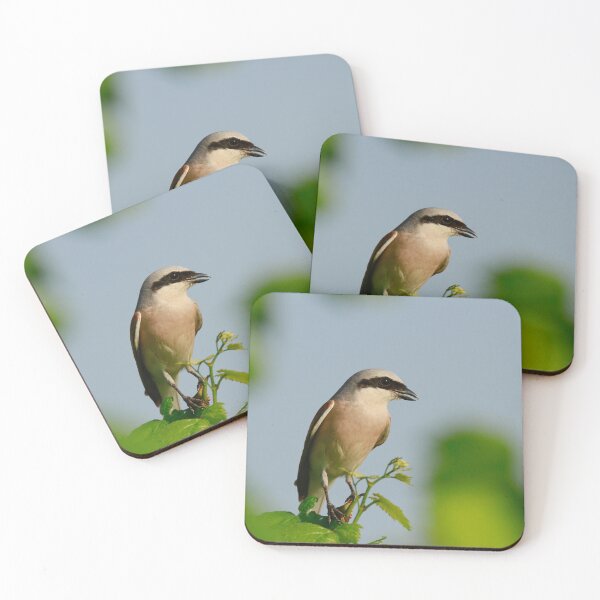 Item preview, Stunning Shrike designed and sold by miradorpictures.