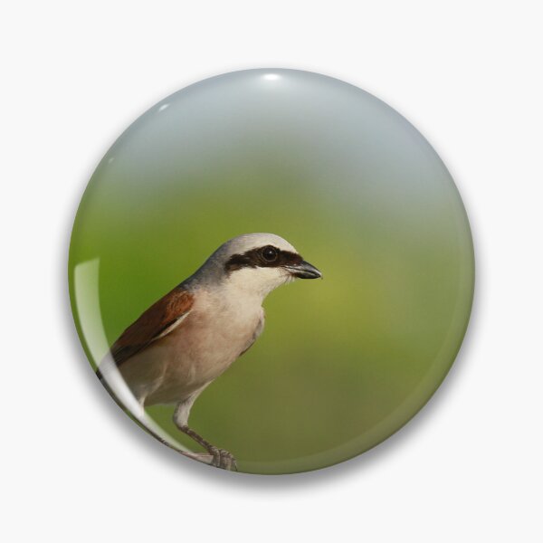 Item preview, Stunning Shrike designed and sold by miradorpictures.