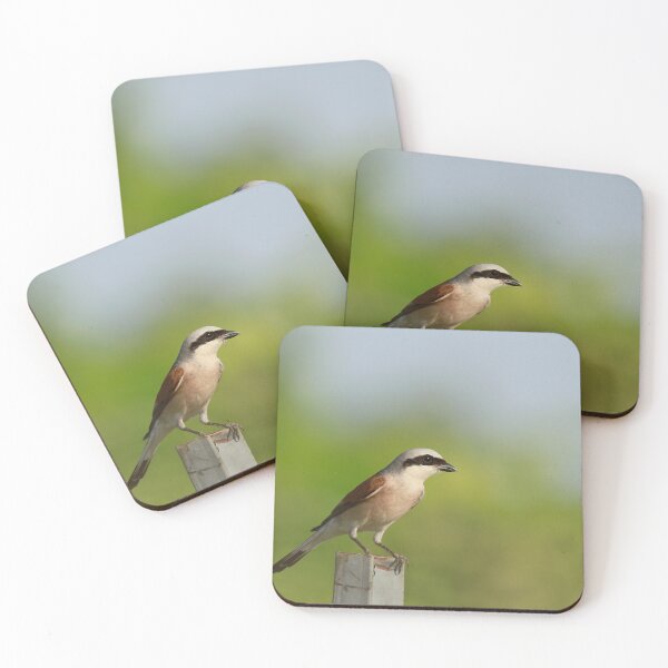 Item preview, Stunning Shrike designed and sold by miradorpictures.