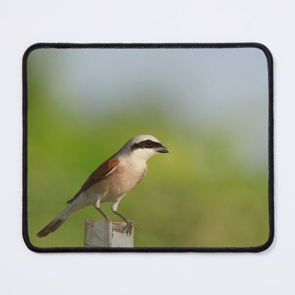 Item preview, Stunning Shrike designed and sold by miradorpictures.