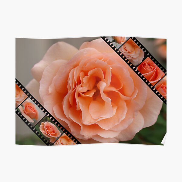Roses film 3 Poster