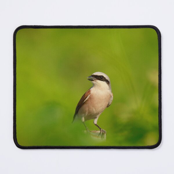 Item preview, The banded bandit designed and sold by miradorpictures.