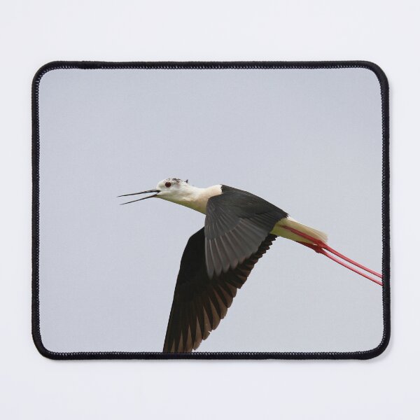 Item preview, Brilliant black necked stilt designed and sold by miradorpictures.