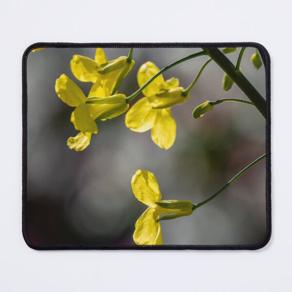 Item preview, Backlit yellow blossom welcoming spring designed and sold by lisavonbiela.
