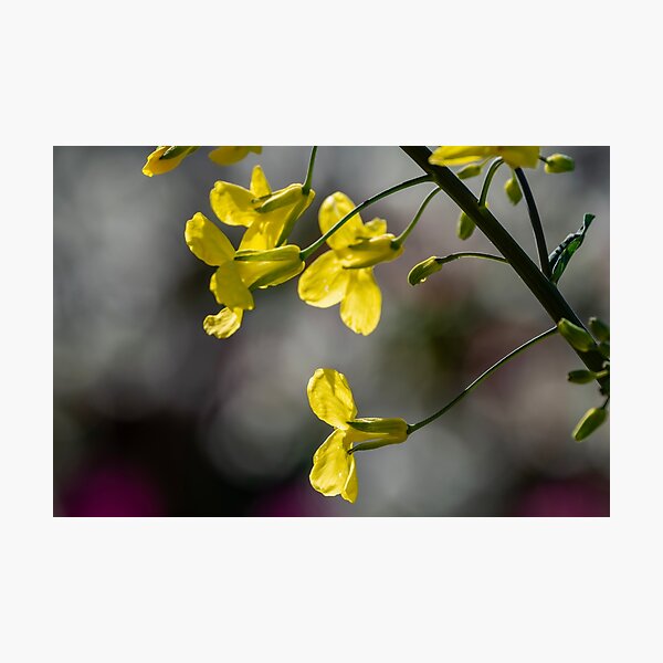 Item preview, Backlit yellow blossom welcoming spring designed and sold by lisavonbiela.
