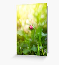 Bellis, English daisy, bud flower Greeting Card