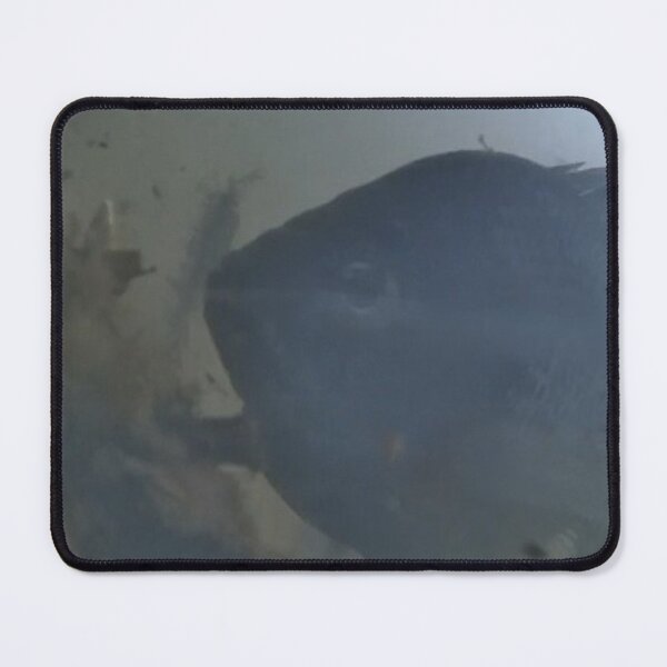 Item preview, Curious Bluegill  designed and sold by CJRPics.