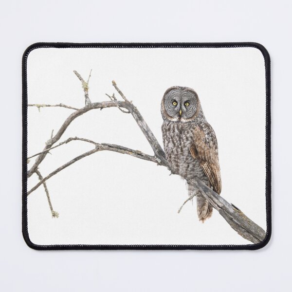 Item preview, Great Gray Owl on branch designed and sold by Eivor Kuchta.