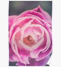 Unique pink tulip flower macro shot Poster