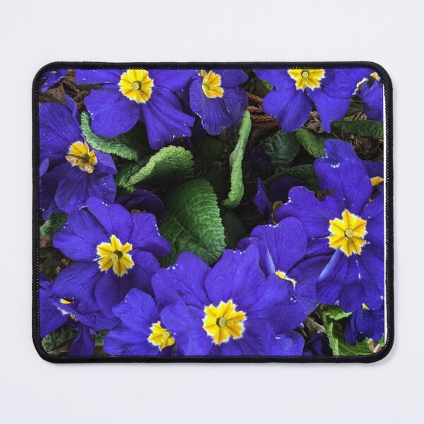 Item preview, Blue primula  designed and sold by Sweetwater27.