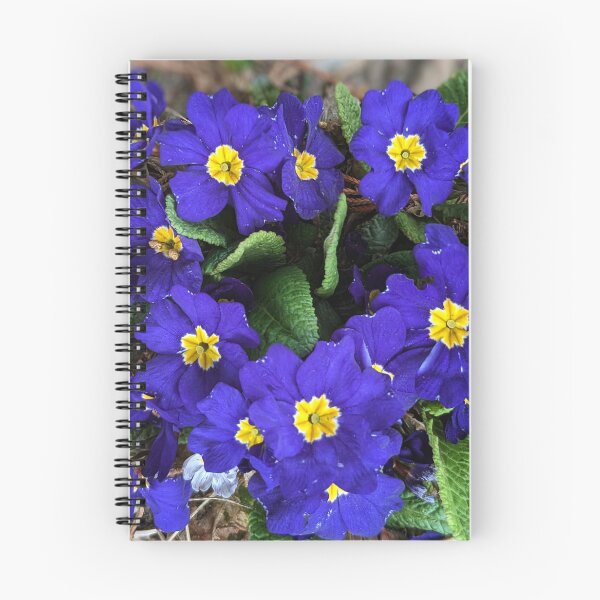 Item preview, Blue primula  designed and sold by Sweetwater27.