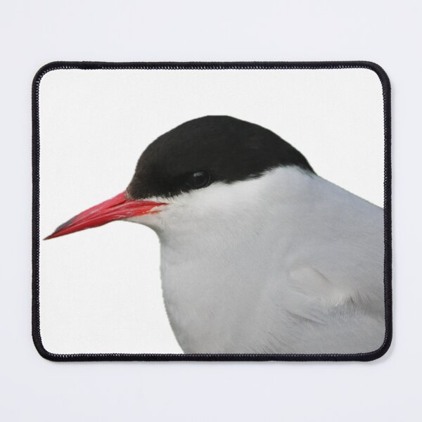 Item preview, Arctic Tern- Cutout designed and sold by Pacific Northwest Birding.