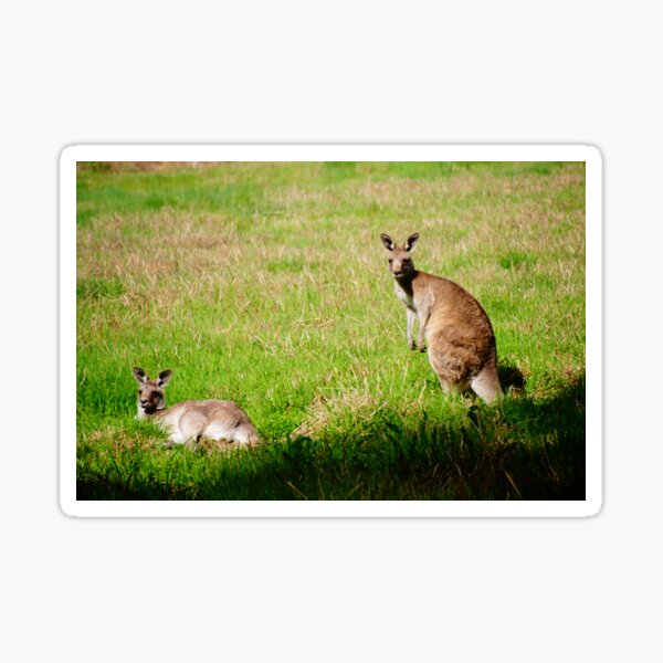 Item preview, The Roos  designed and sold by D-GaP.