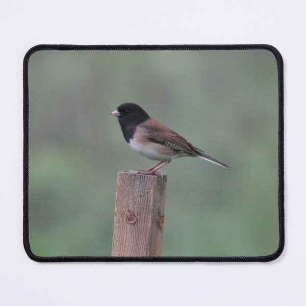 Item preview, Dark-eyed Junco: Lookout designed and sold by Pacific Northwest Birding.