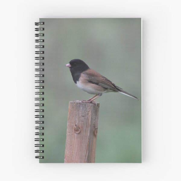 Item preview, Dark-eyed Junco: Lookout designed and sold by Pacific Northwest Birding.
