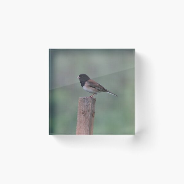 Item preview, Dark-eyed Junco: Lookout designed and sold by Pacific Northwest Birding.