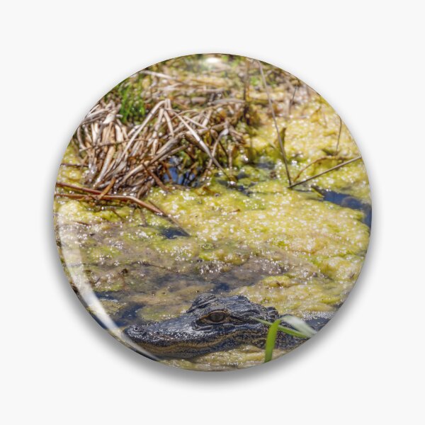 Item preview, Alligator at Lake Apopka 2 designed and sold by jrtwynam.