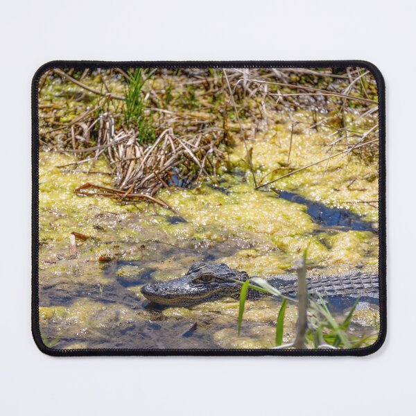 Item preview, Alligator at Lake Apopka 2 designed and sold by jrtwynam.