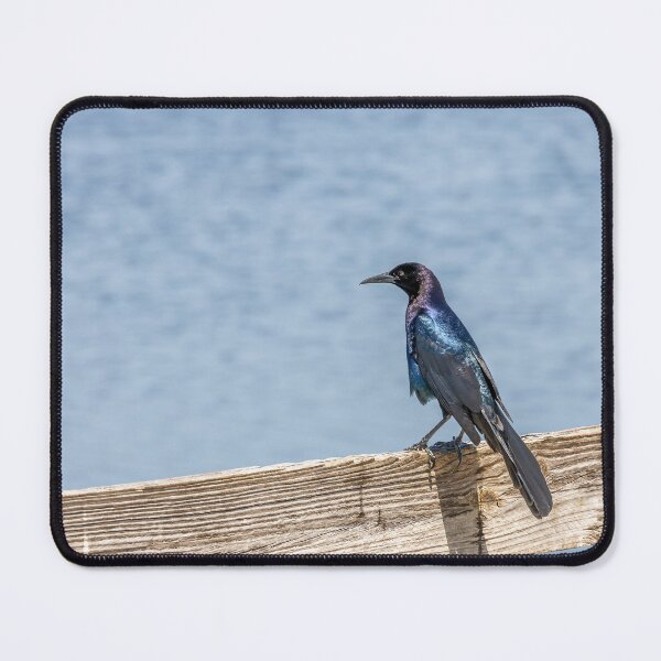 Item preview, Birdwatching at Lake Apopka designed and sold by jrtwynam.
