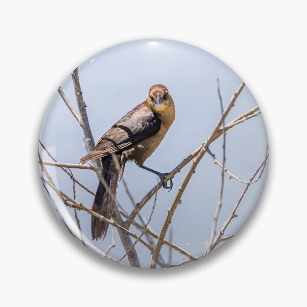 Item preview, Wild Bird at Lake Apopka Drive designed and sold by jrtwynam.