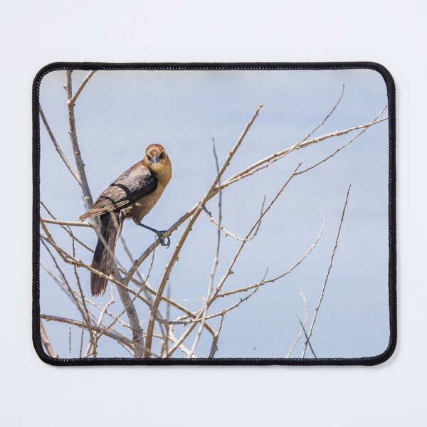 Item preview, Wild Bird at Lake Apopka Drive designed and sold by jrtwynam.