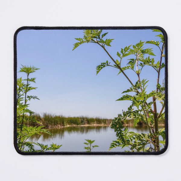 Item preview, Scenic View at Lake Apopka designed and sold by jrtwynam.