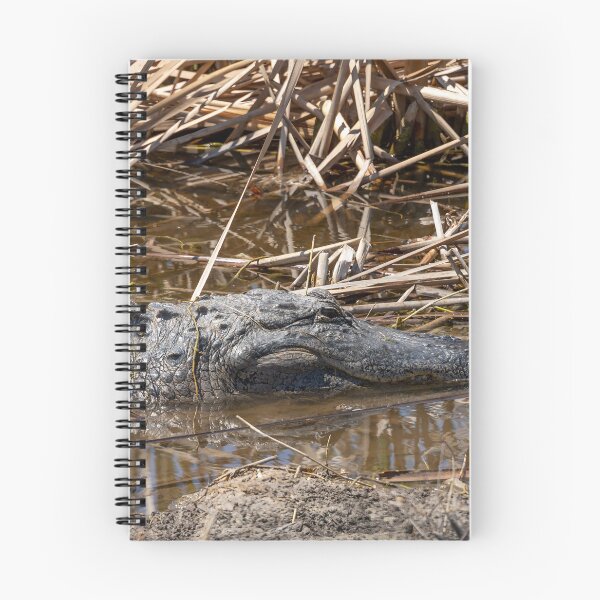 Item preview, Alligator at Lake Apopka 3 designed and sold by jrtwynam.