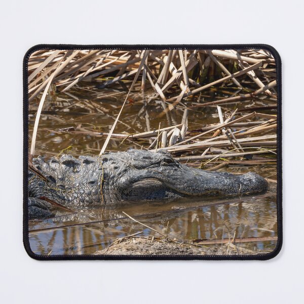 Item preview, Alligator at Lake Apopka 3 designed and sold by jrtwynam.